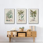 Botanical Society Ferns VI - Framed Premium Gallery Wrapped Canvas L Frame 3 Piece Set - Ready to Hang