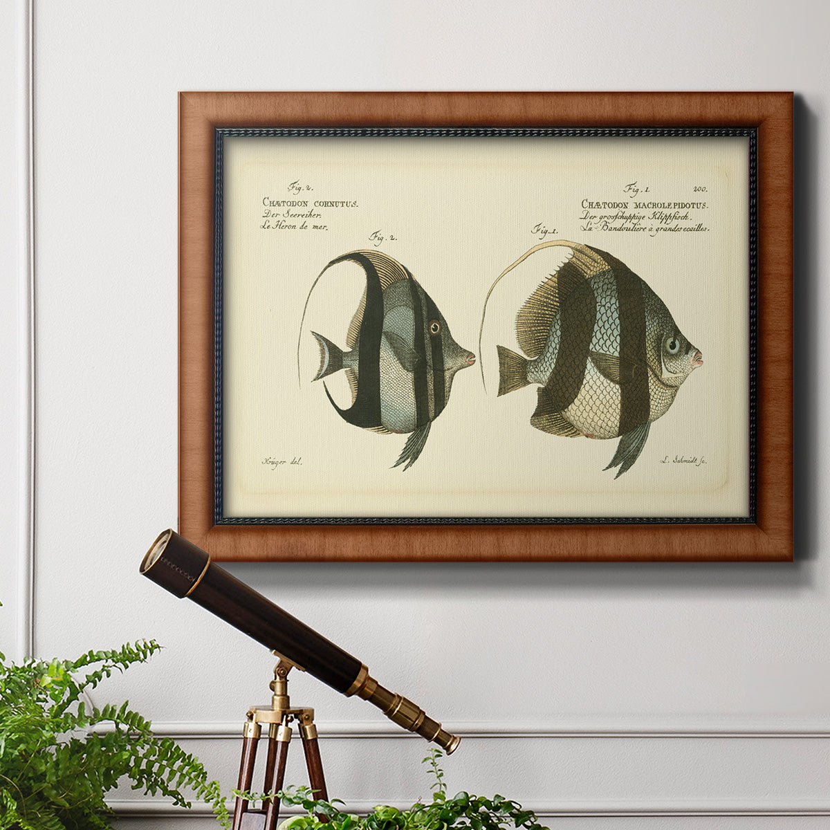 Bloch Antique Fish I Premium Framed Canvas- Ready to Hang