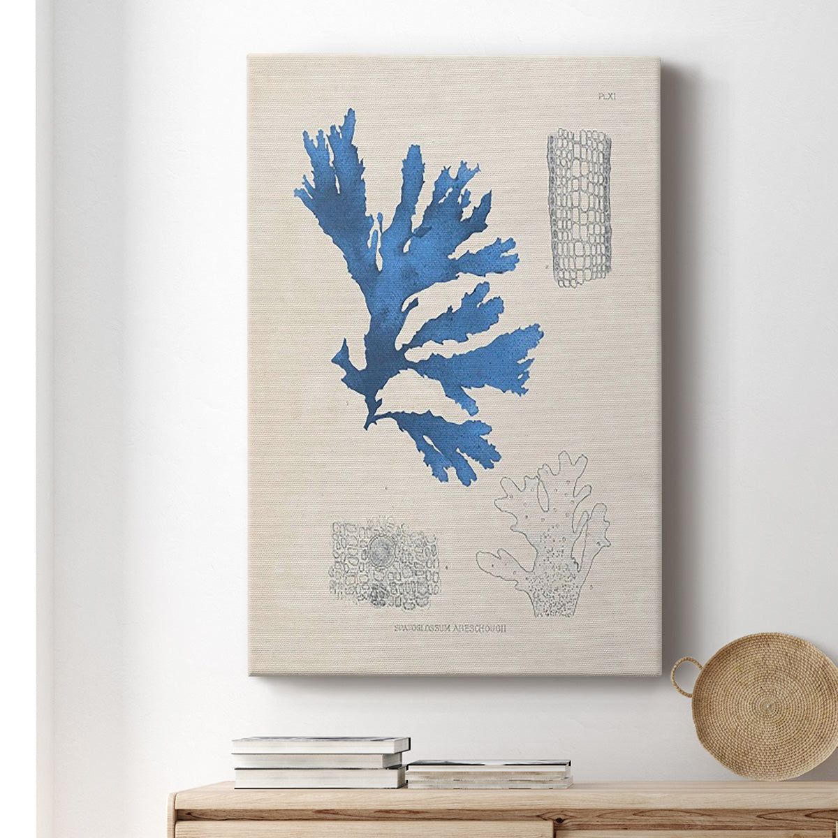 Blue Marine Algae VIII - Canvas Art Print