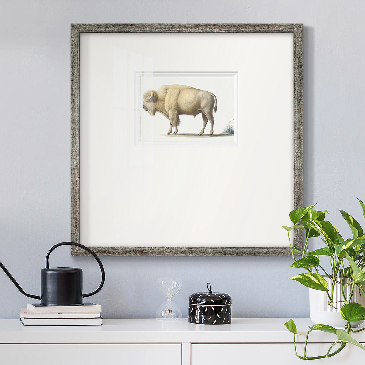 White Buffalo Premium Framed Print Double Matboard