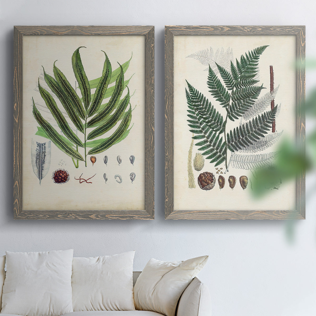 Set of two gray barnwood framed canvas prints depicting varied green fronds, roots, spores, and archival labels arranged across two complementary compositions above a sofa in a bright living space.