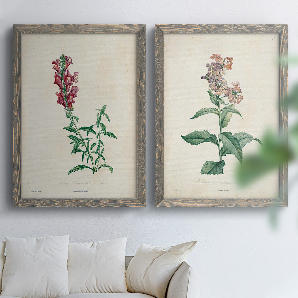 Set of two gray barnwood framed canvas prints depicting a traditional botanical print pair with delicate blossoms leafy stems and scientific plate details above a sofa in a bright living space.