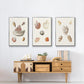 Pastel Knorr Shells IV - Framed Premium Gallery Wrapped Canvas L Frame 3 Piece Set - Ready to Hang