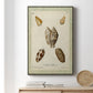 Bookplate Shells II Premium Gallery Wrapped Canvas - Ready to Hang