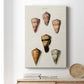 Cone Shell Collection IV Premium Gallery Wrapped Canvas - Ready to Hang