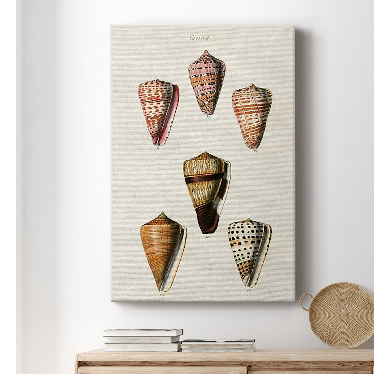 Cone Shell Collection IV Premium Gallery Wrapped Canvas - Ready to Hang