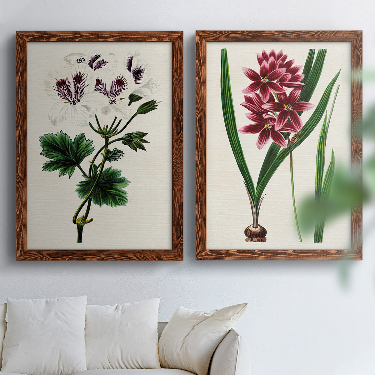 Set of two maple barnwood framed canvas prints depicting detailed blossoms, leaves, roots, and archival cream grounds arranged across two complementary compositions above a sofa in a bright living space.