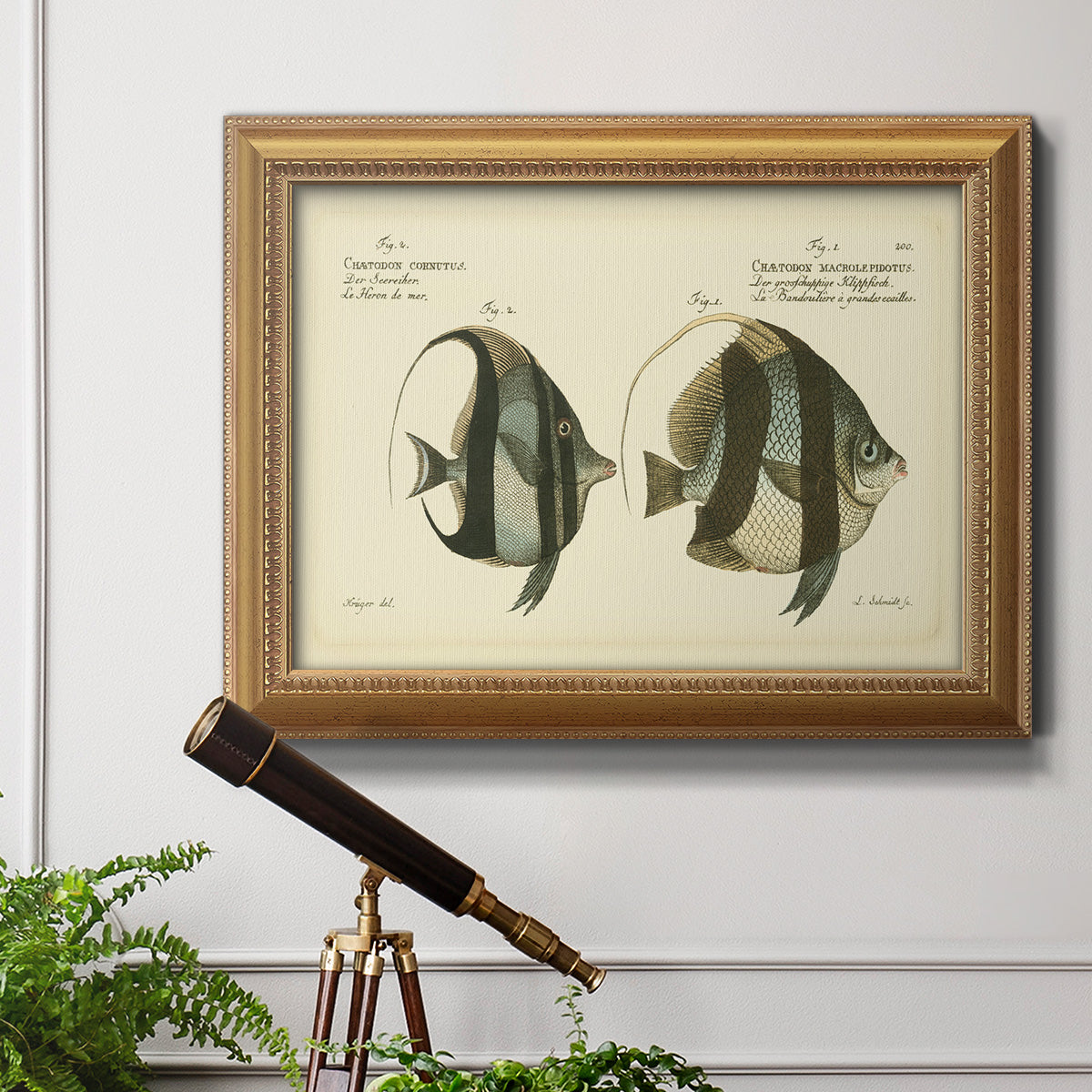 Bloch Antique Fish I Premium Framed Canvas- Ready to Hang