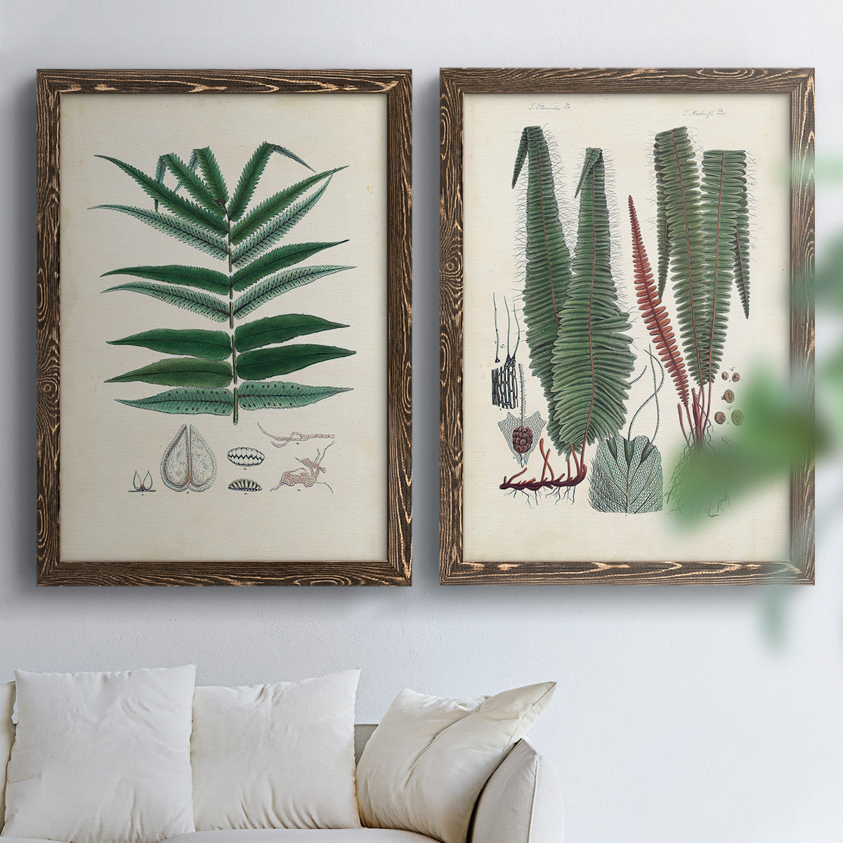 Set of two walnut barnwood framed canvas prints depicting varied green fronds, roots, spores, and archival labels arranged across two complementary compositions above a sofa in a bright living space.