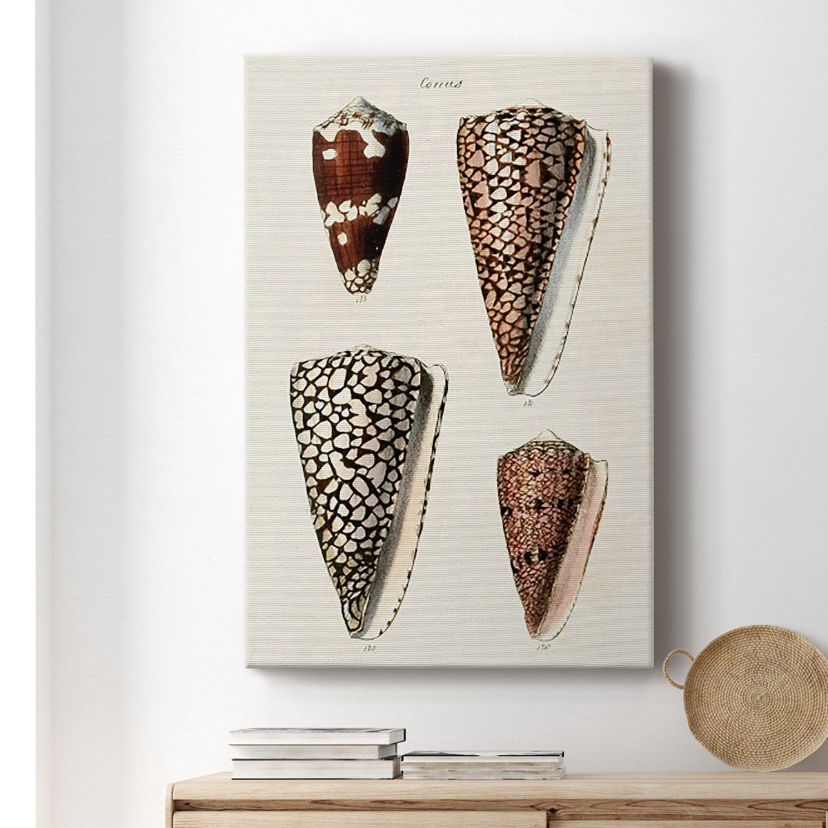 Cone Shell Collection I Premium Gallery Wrapped Canvas - Ready to Hang