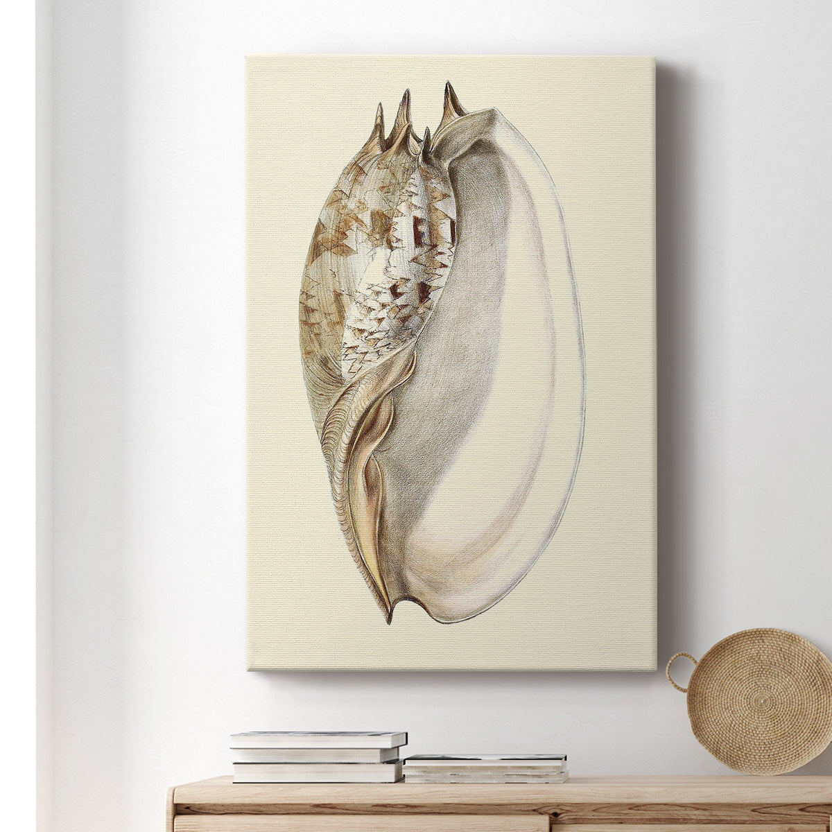 Splendid Shells IV Premium Gallery Wrapped Canvas - Ready to Hang