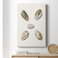 Pastel Knorr Shells III - Canvas Art Print