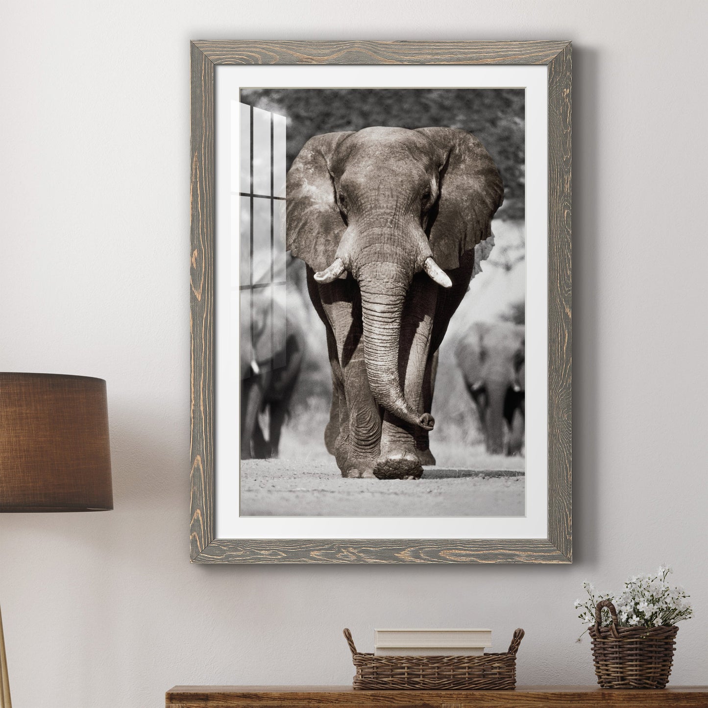 Botswana Patriarch - Premium Framed Print - Distressed Barnwood Frame - Ready to Hang