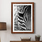 Zebra Colt - Premium Framed Print - Distressed Barnwood Frame - Ready to Hang