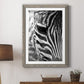 Zebra Colt - Premium Framed Print - Distressed Barnwood Frame - Ready to Hang