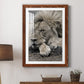 Sleepy Afternoon in Masai Mara - Premium Framed Print - Distressed Barnwood Frame - Ready to Hang