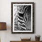 Zebra Colt - Premium Framed Print - Distressed Barnwood Frame - Ready to Hang