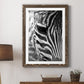 Zebra Colt - Premium Framed Print - Distressed Barnwood Frame - Ready to Hang