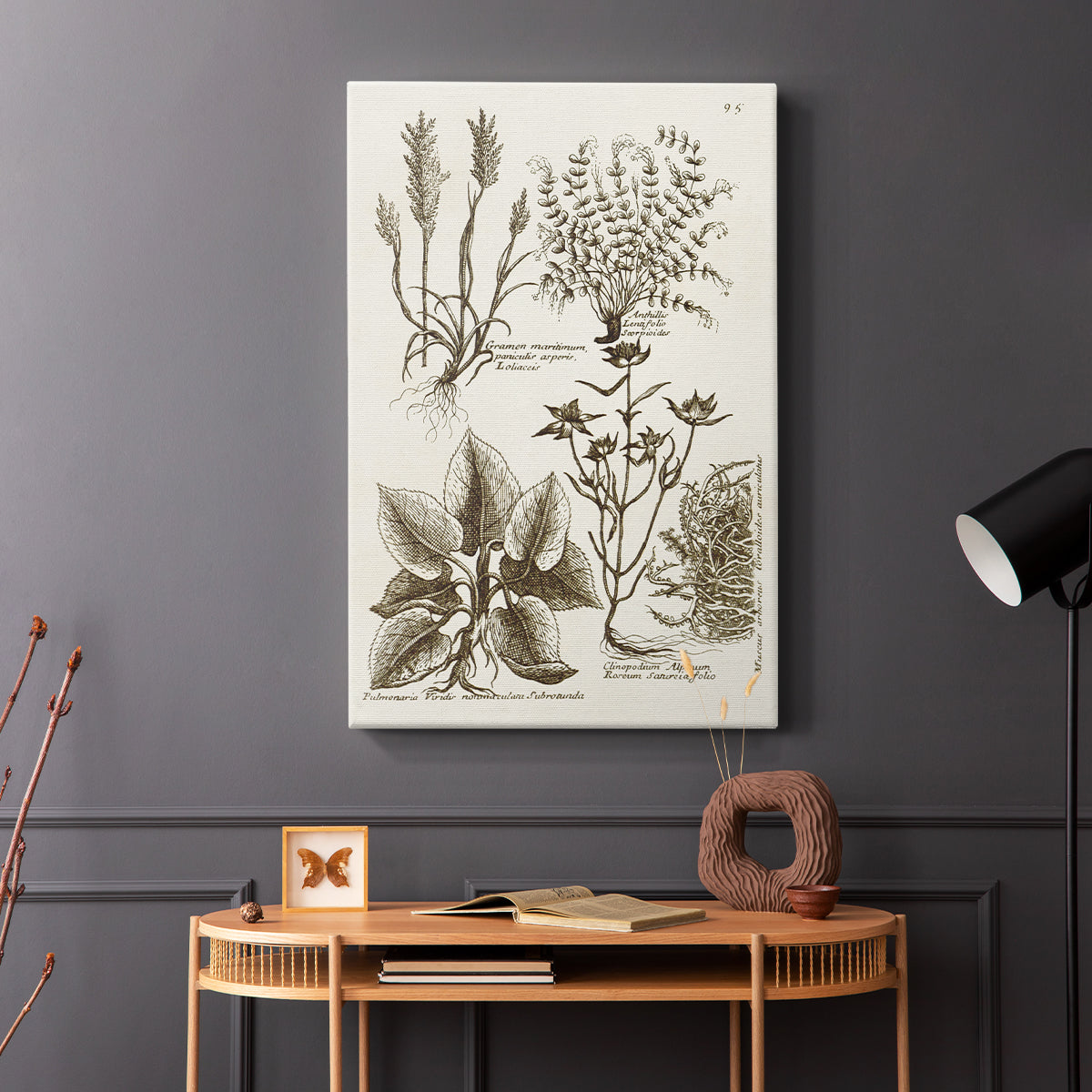 Sepia Botanical Journal VII - Canvas Art Print