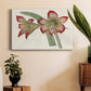 Amaryllis Varietals IV Premium Gallery Wrapped Canvas - Ready to Hang