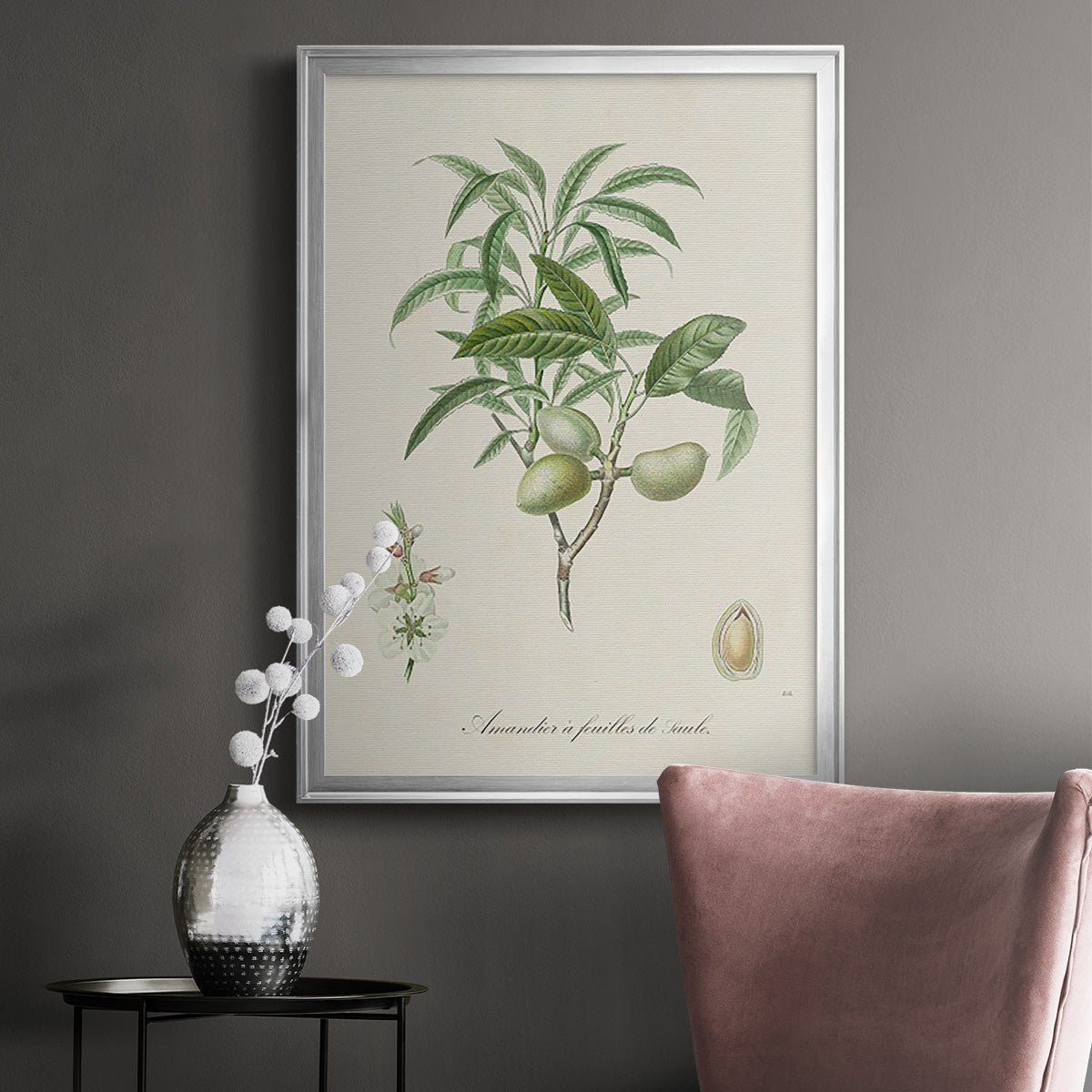 Antique Almond Botanical II - Modern Framed Canvas Print