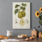 Vintage Pears III Premium Gallery Wrapped Canvas - Ready to Hang