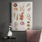 Coral & Shell Collage II -  Framed Canvas Print