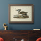 Audubons Brown Pelican - Ornate Framed Canvas Print