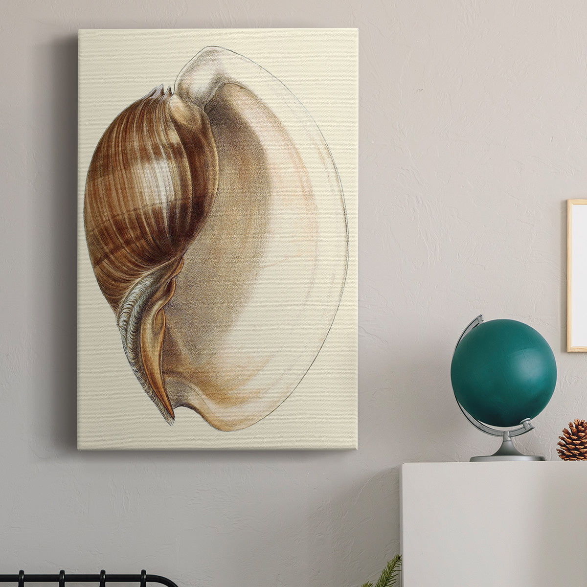 Splendid Shells III Premium Gallery Wrapped Canvas - Ready to Hang