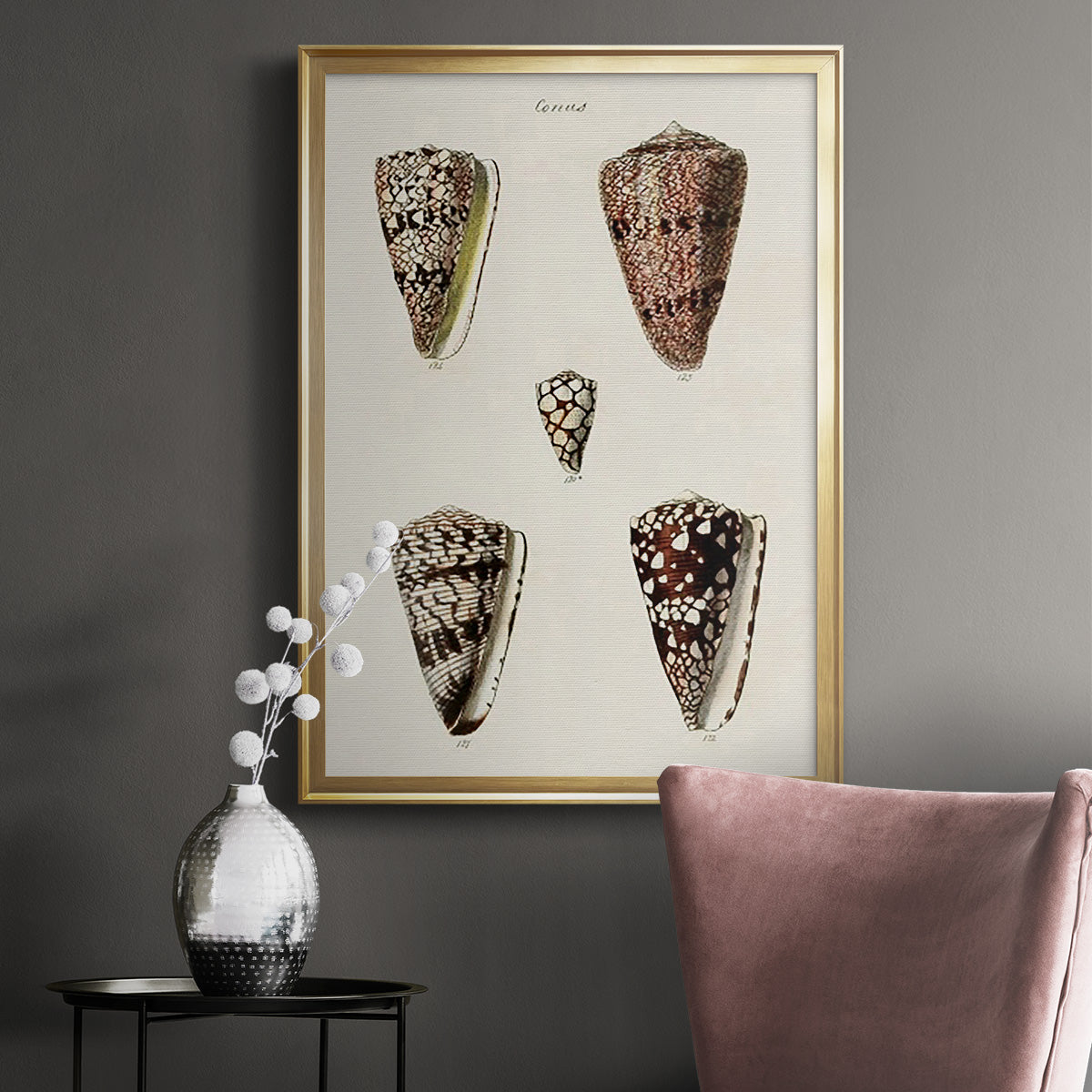 Cone Shell Collection III - Modern Framed Canvas Print