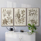 Sepia Botanical Journal VI - Framed Premium Gallery Wrapped Canvas L Frame 3 Piece Set - Ready to Hang