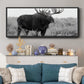 Grand Teton Bull Moose - Floater Framed Canvas Print