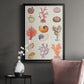 Coral & Shell Collage I -  Framed Canvas Print