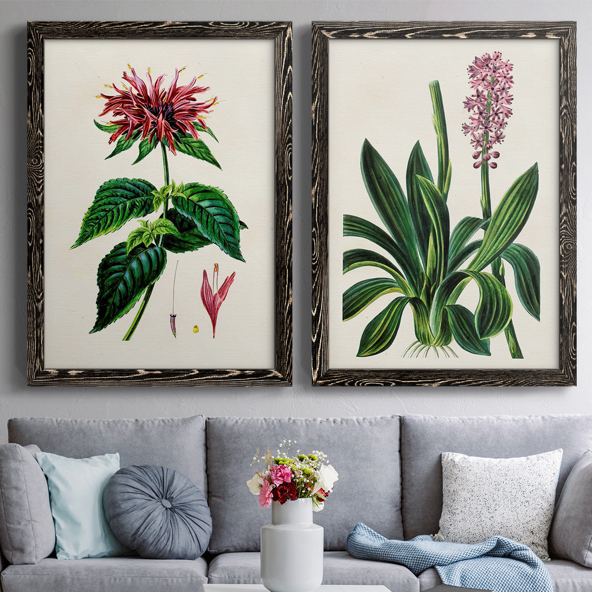 Set of two black barnwood framed canvas prints depicting paired antique botanical plate illustrations with detailed blossoms, leaves, roots, and archival cream grounds above a sofa in a contemporary living room.
