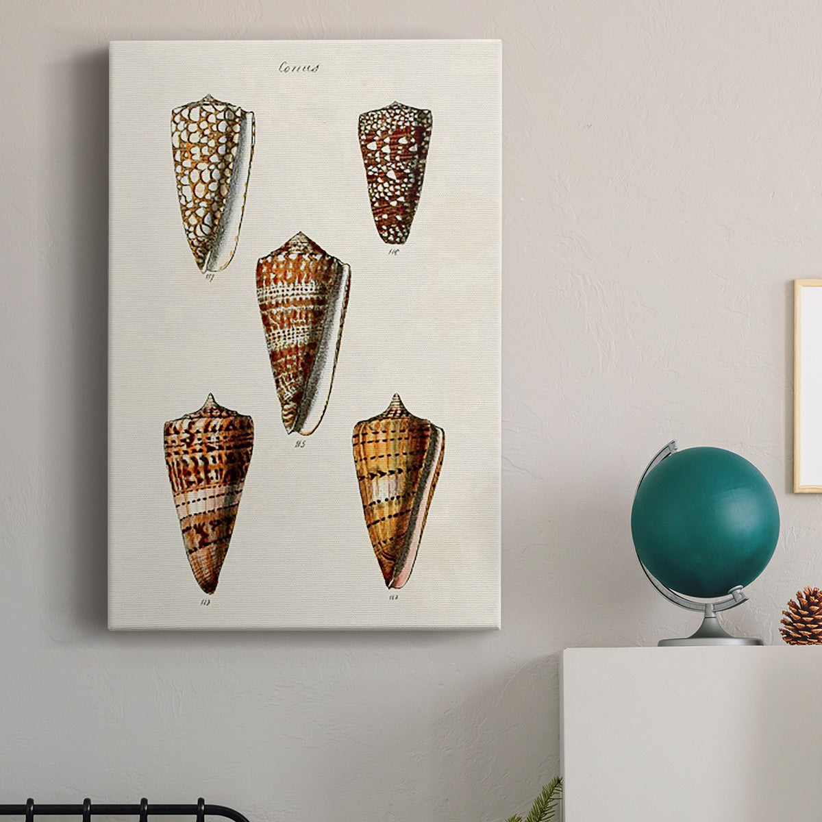 Cone Shell Collection II Premium Gallery Wrapped Canvas - Ready to Hang