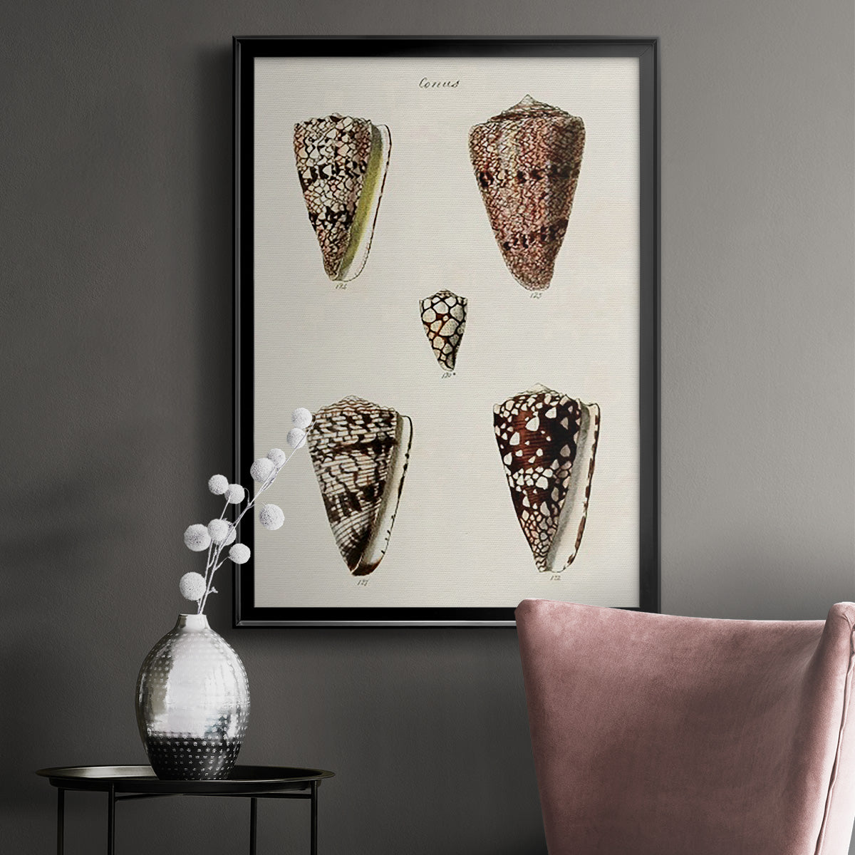 Cone Shell Collection III - Modern Framed Canvas Print
