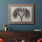 Vintage botanical plant study photograph by Karl Blossfeldt in an ornate traditional silver frame displayed in a dark-toned interior setting.