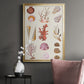 Coral & Shell Collage II -  Framed Canvas Print