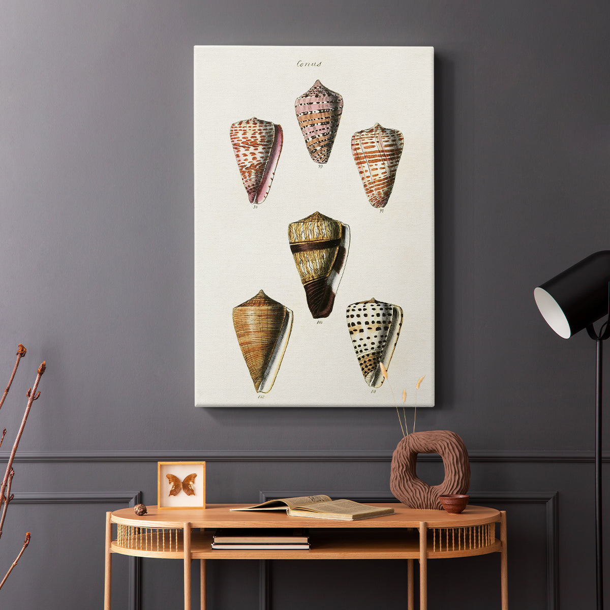 Cone Shell Collection IV - Canvas Art Print