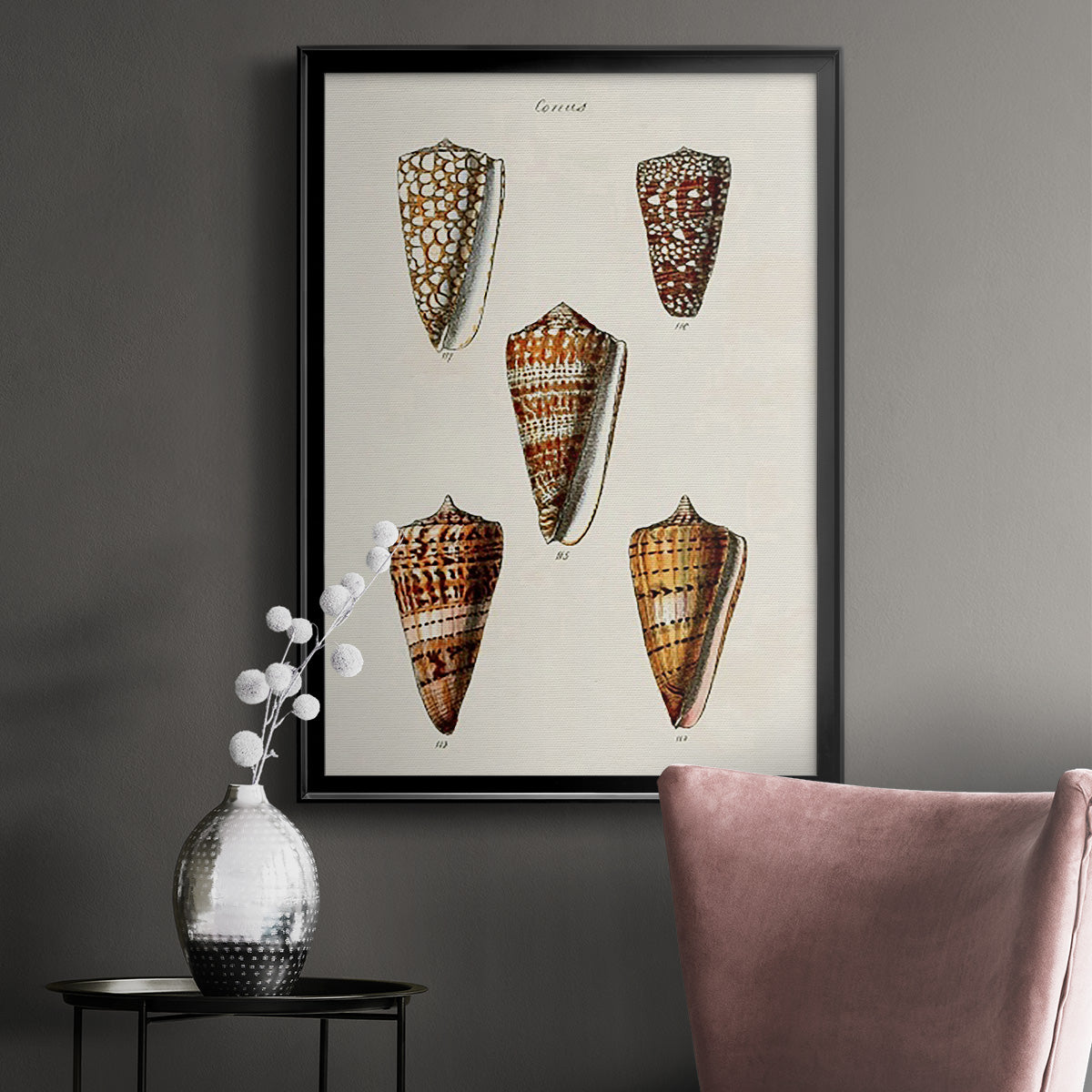 Cone Shell Collection II - Modern Framed Canvas Print