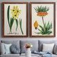 Set of two maple barnwood framed canvas prints depicting paired antique botanical plate illustrations with detailed blossoms, leaves, roots, and archival cream grounds above a sofa in a contemporary living room.