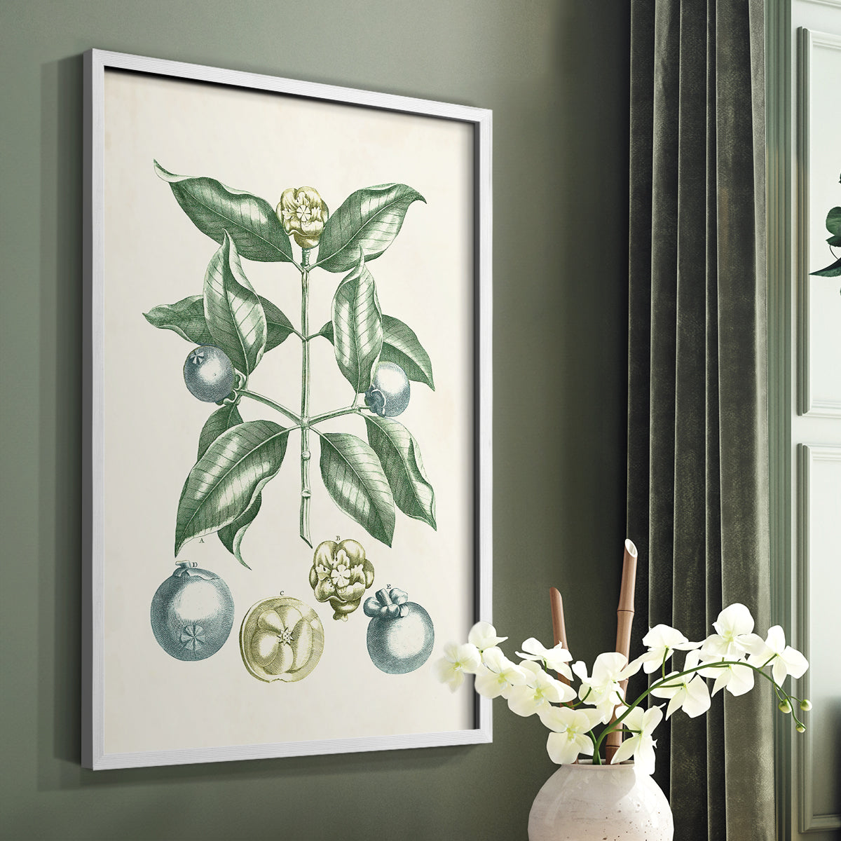 Buchoz Tropicals VII - Restickable Framed Art Print