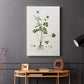 Buttercup Study - Canvas Art Print