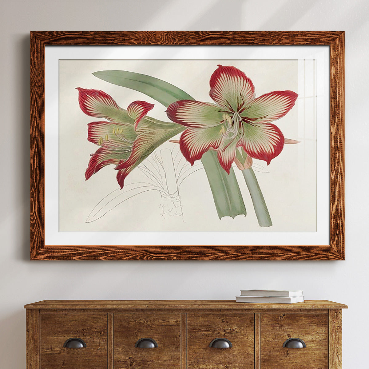 Amaryllis Varietals IV-Premium Framed Print - Ready to Hang