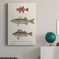 Species of Antique Fish II Premium Gallery Wrapped Canvas - Ready to Hang