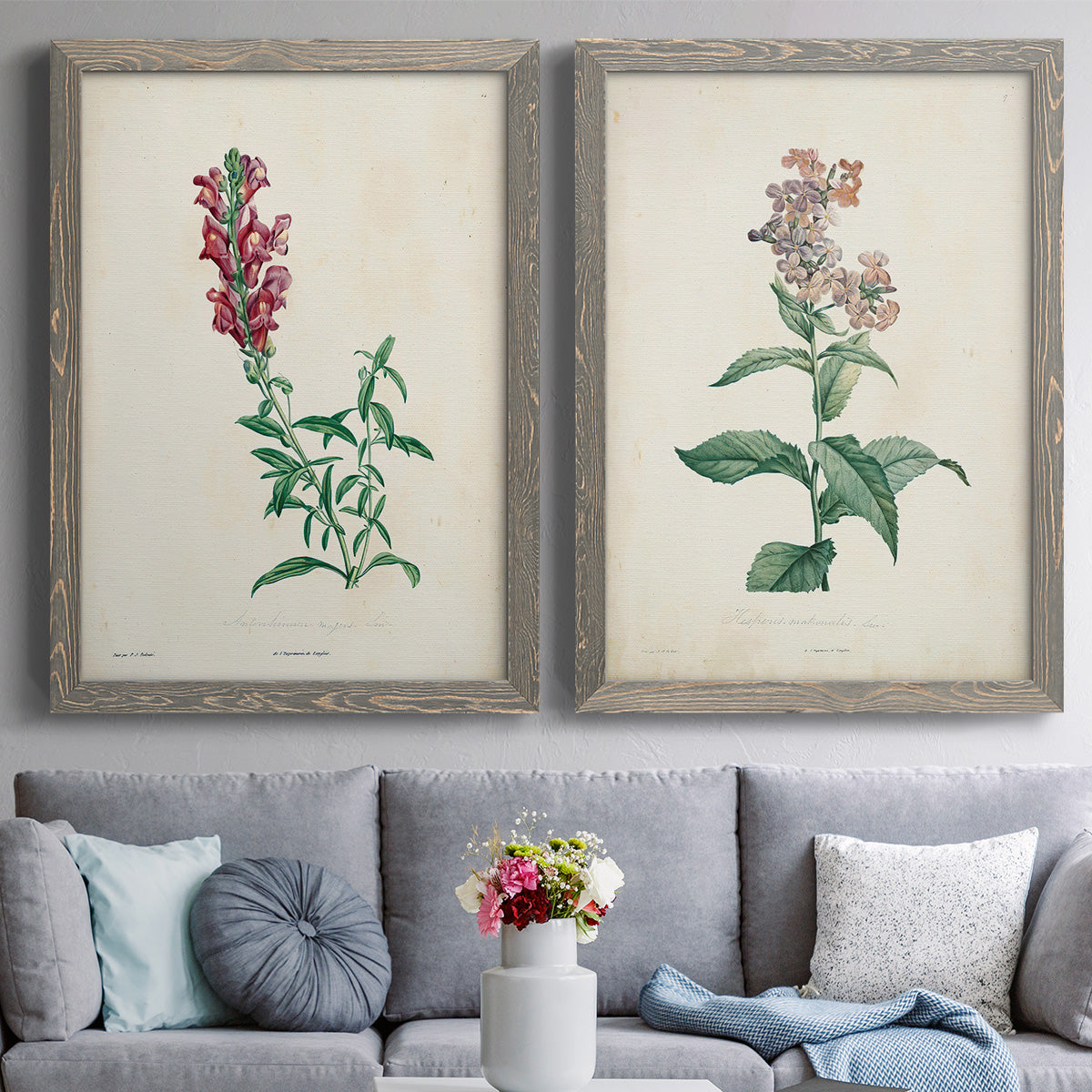 Set of two gray barnwood framed canvas prints depicting paired archival flower studies in muted red pink green and cream tones above a sofa in a contemporary living room.