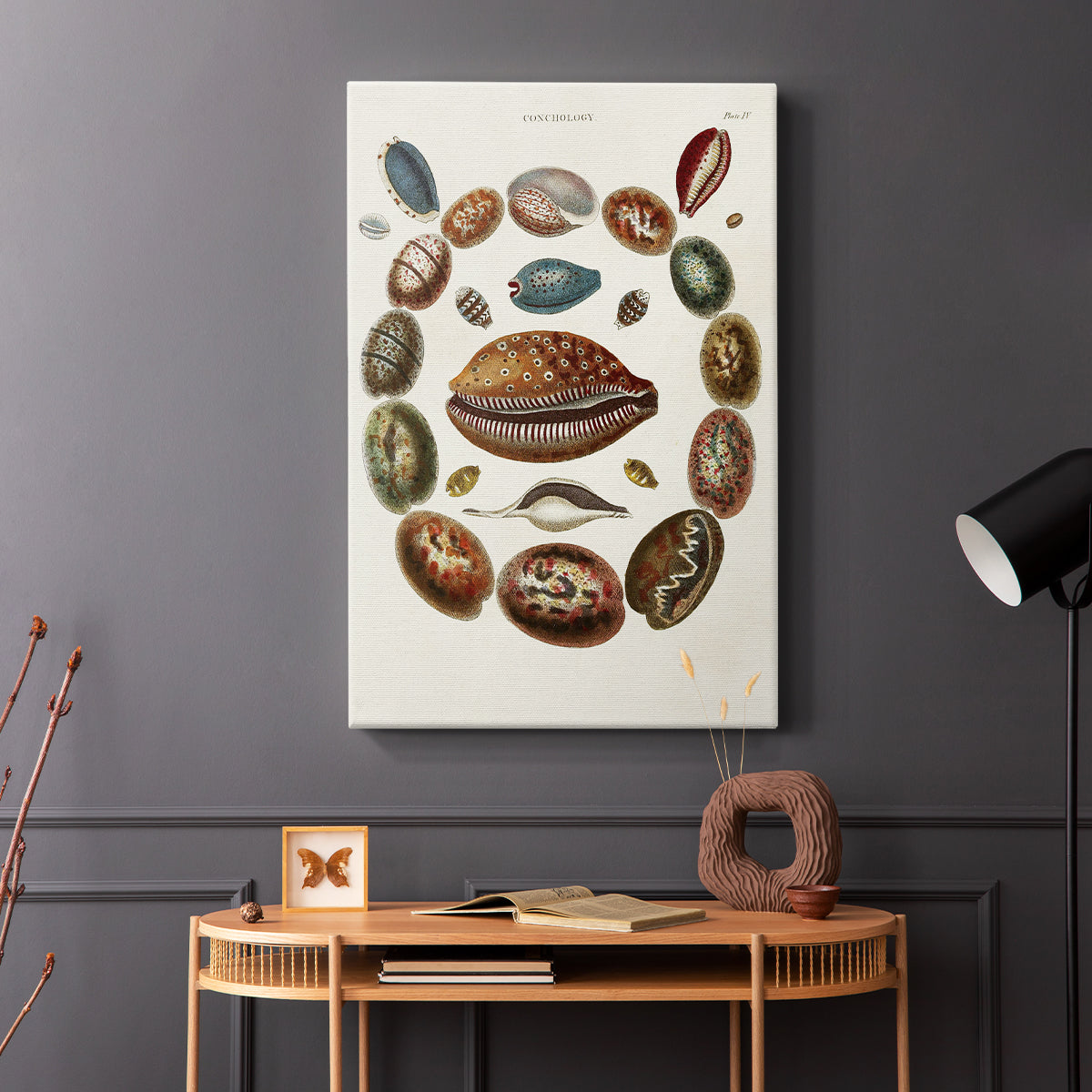 Spiral Shell Formation II - Canvas Art Print