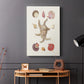 Knorr Shells & Coral II - Canvas Art Print