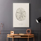 Shore Treasure Study III - Canvas Art Print