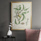 Antique Almond Botanical IV - Modern Framed Canvas Print